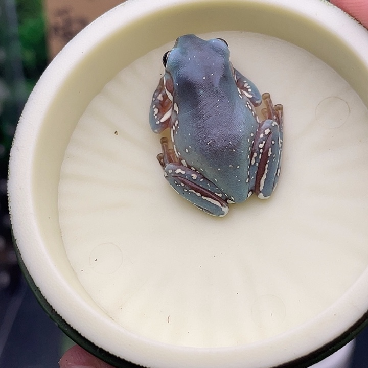 老爷树蛙1号宝石蓝
