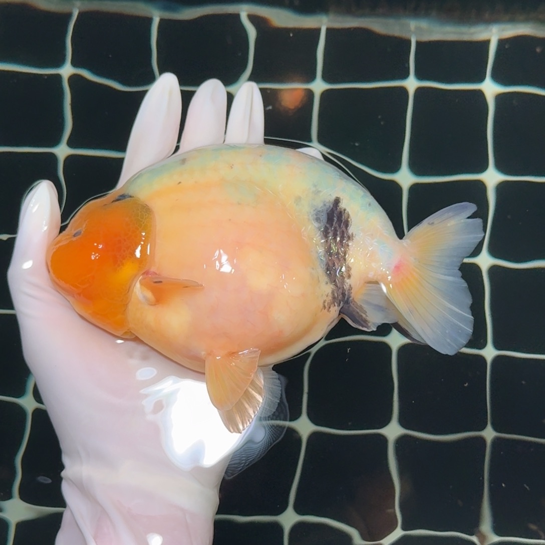 金鱼精品兰寿高货