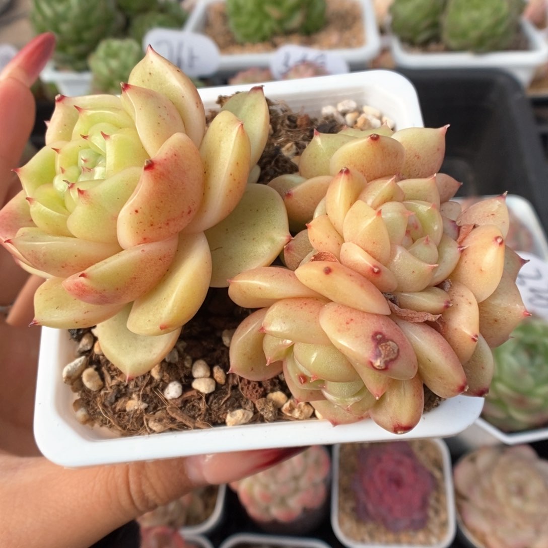 玉芷珍妮群生可拍384号