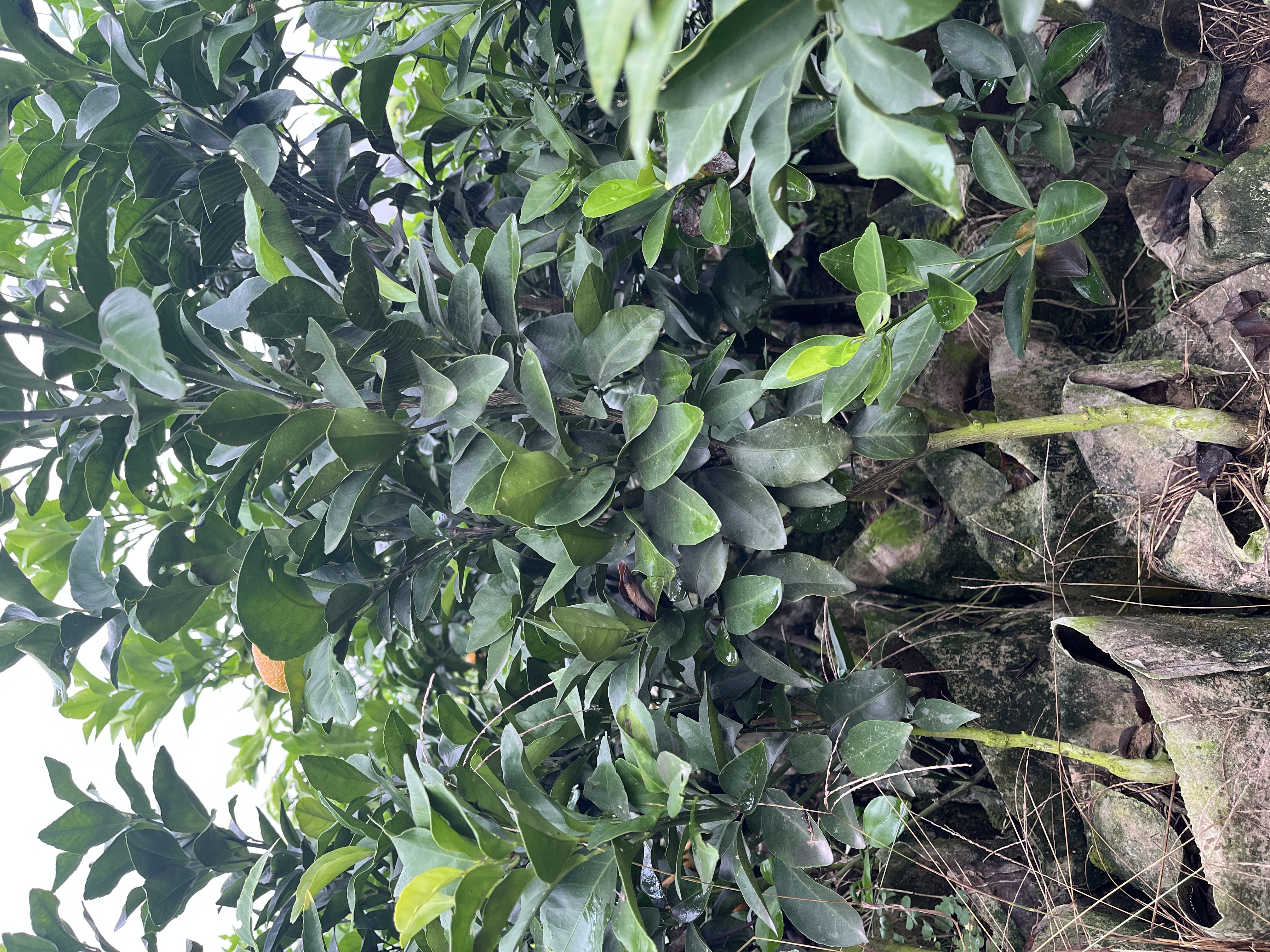 盆景花卉景观苗木一物一拍