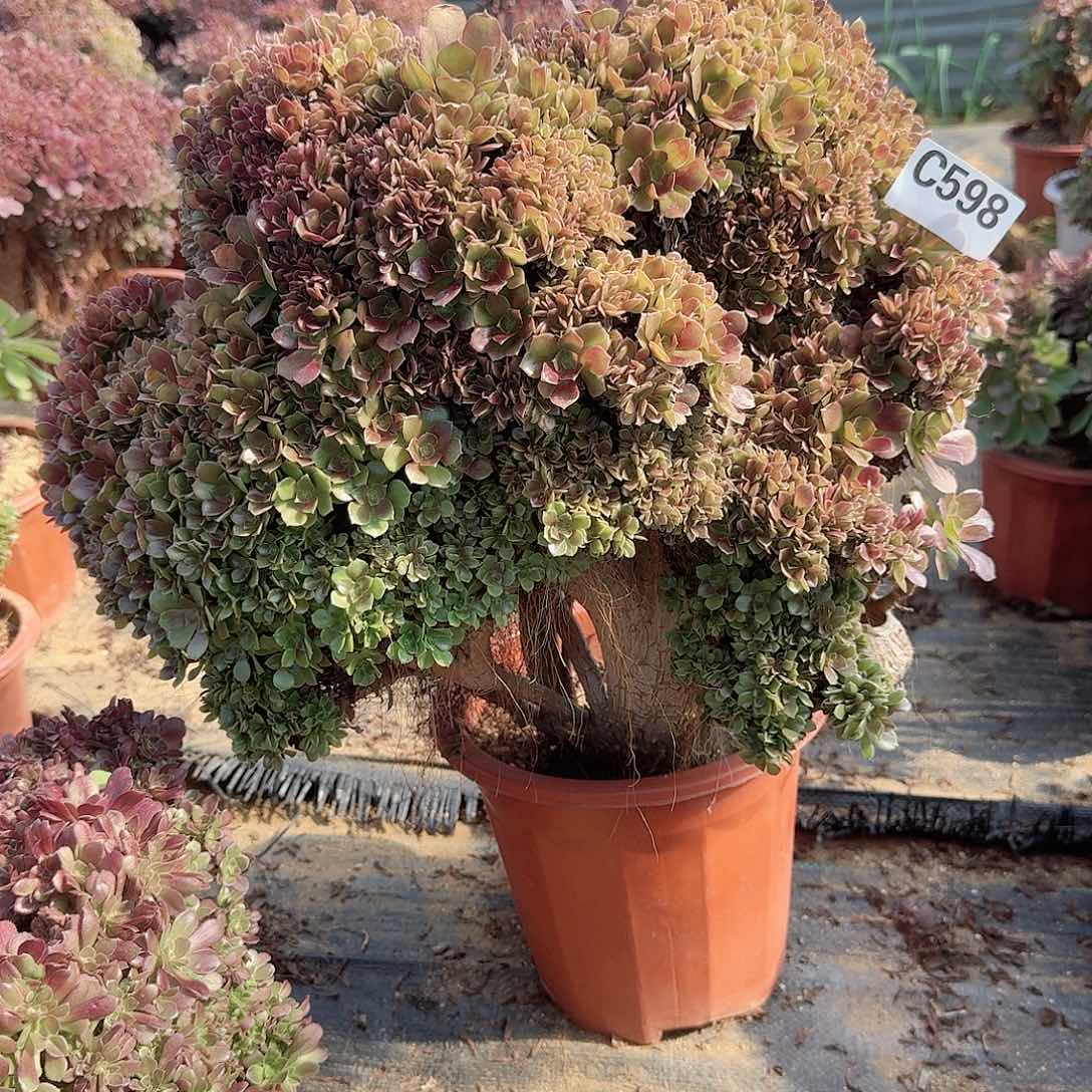 598玫瑰朵朵微瑕一颗