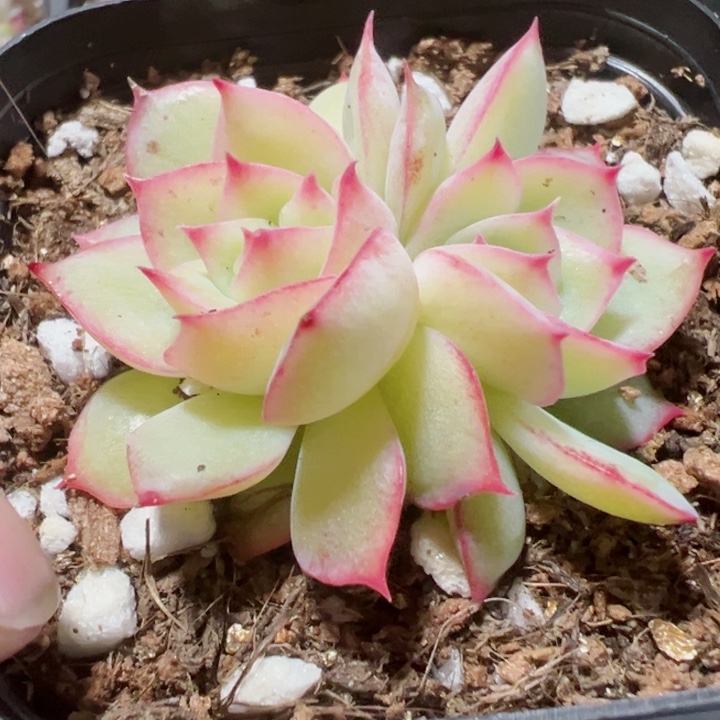 侧影精品多肉植物大战