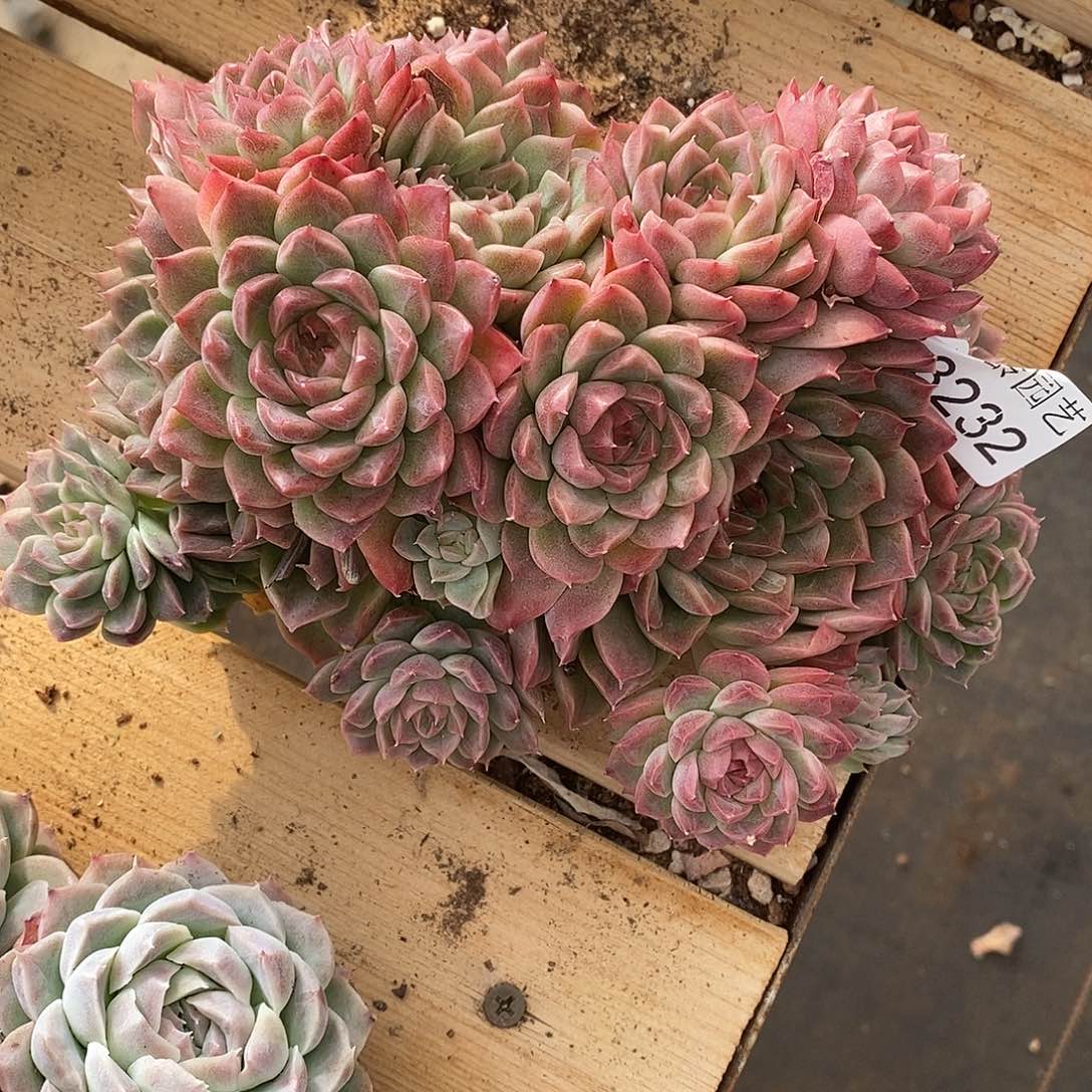 *****3232生日福利～16厘米