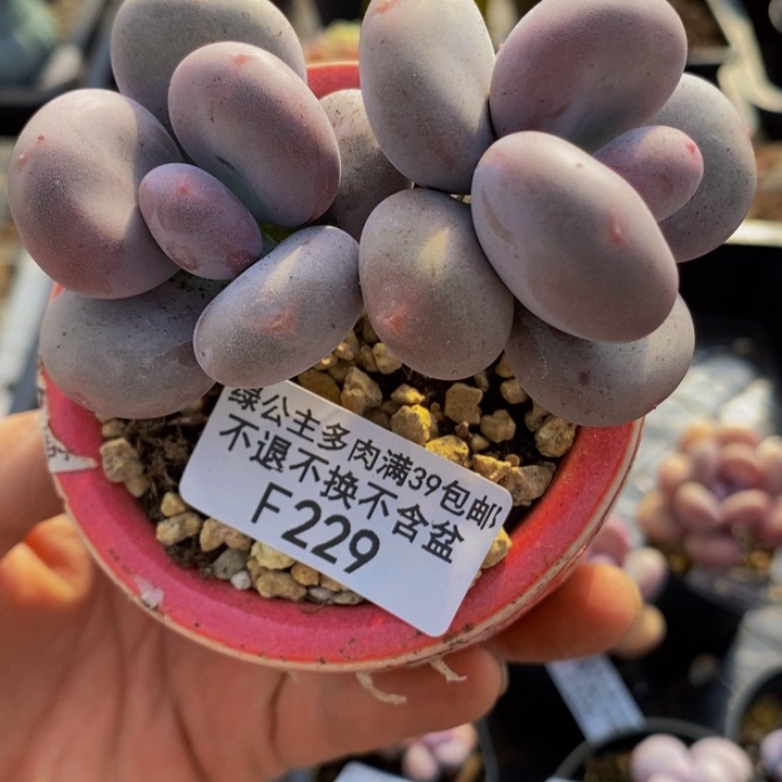 大叶奶8cm229多肉植物