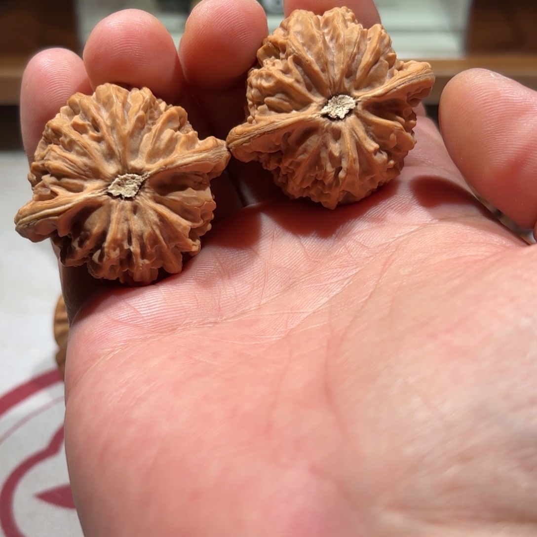 R***l正杨系列-正杨宫灯 一只有生长线