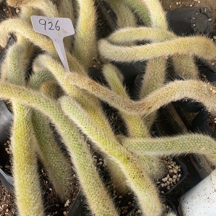 你***帅九尾狐21棵1111111111926号