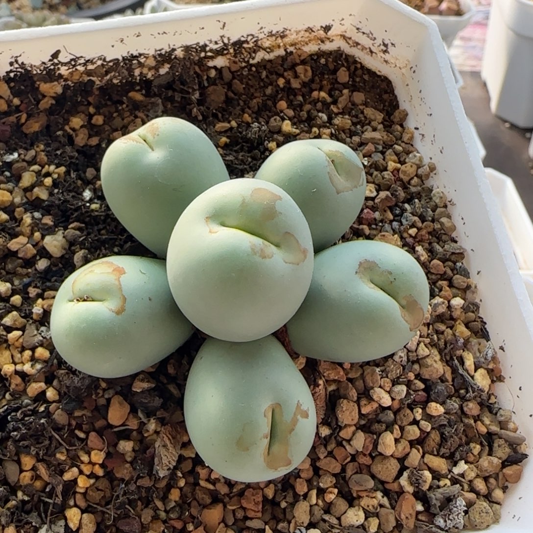 7406 大白多肉植物园