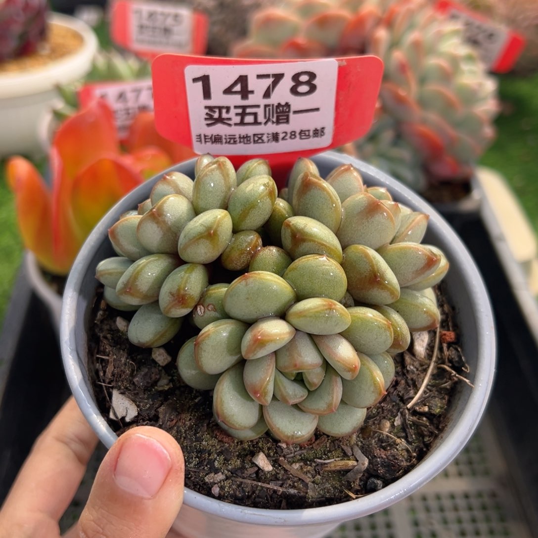 表妹精品多肉1478.