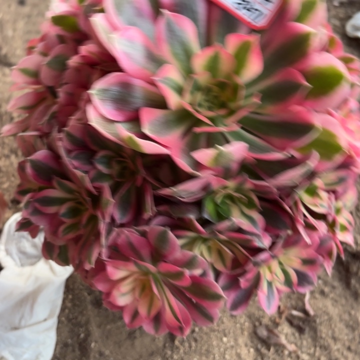 粉女巫多肉法师不包损71