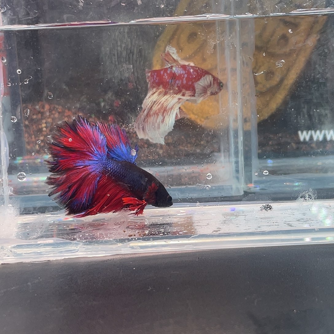 斗鱼24号12晚绣球hmpk