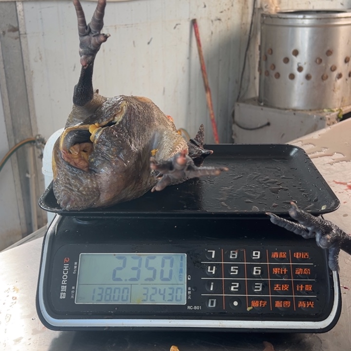 一号土鸡食用农产品中国大陆谢