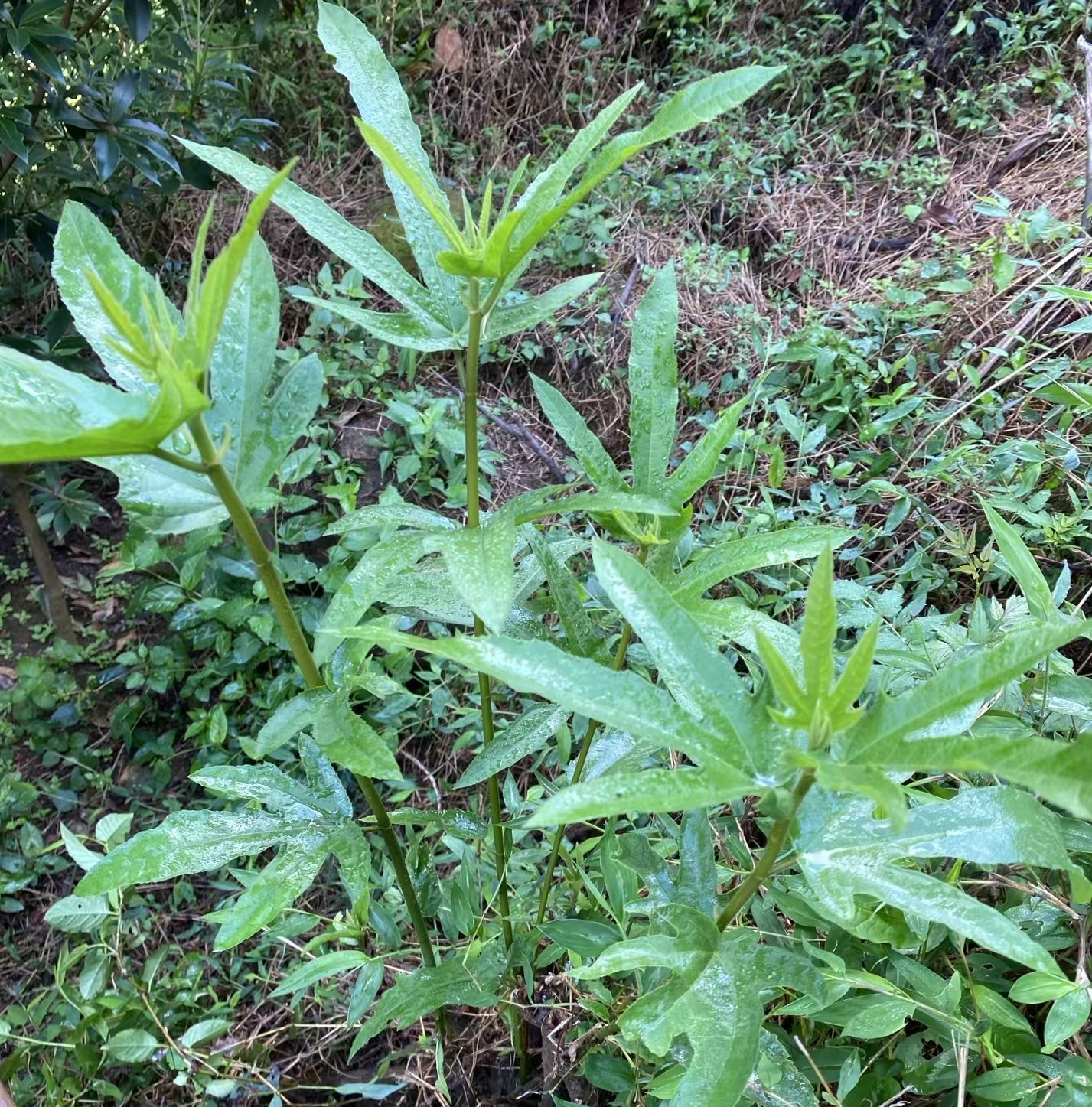 正宗野生五指毛桃七指毛桃纯天然祛湿泡酒煲汤广东靓汤煲汤材料