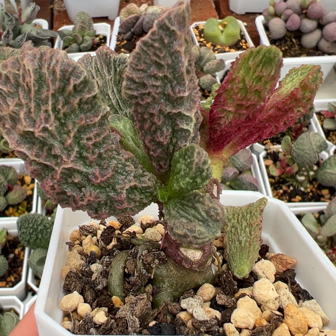 幽月老桩多肉植物水泡多肉植物