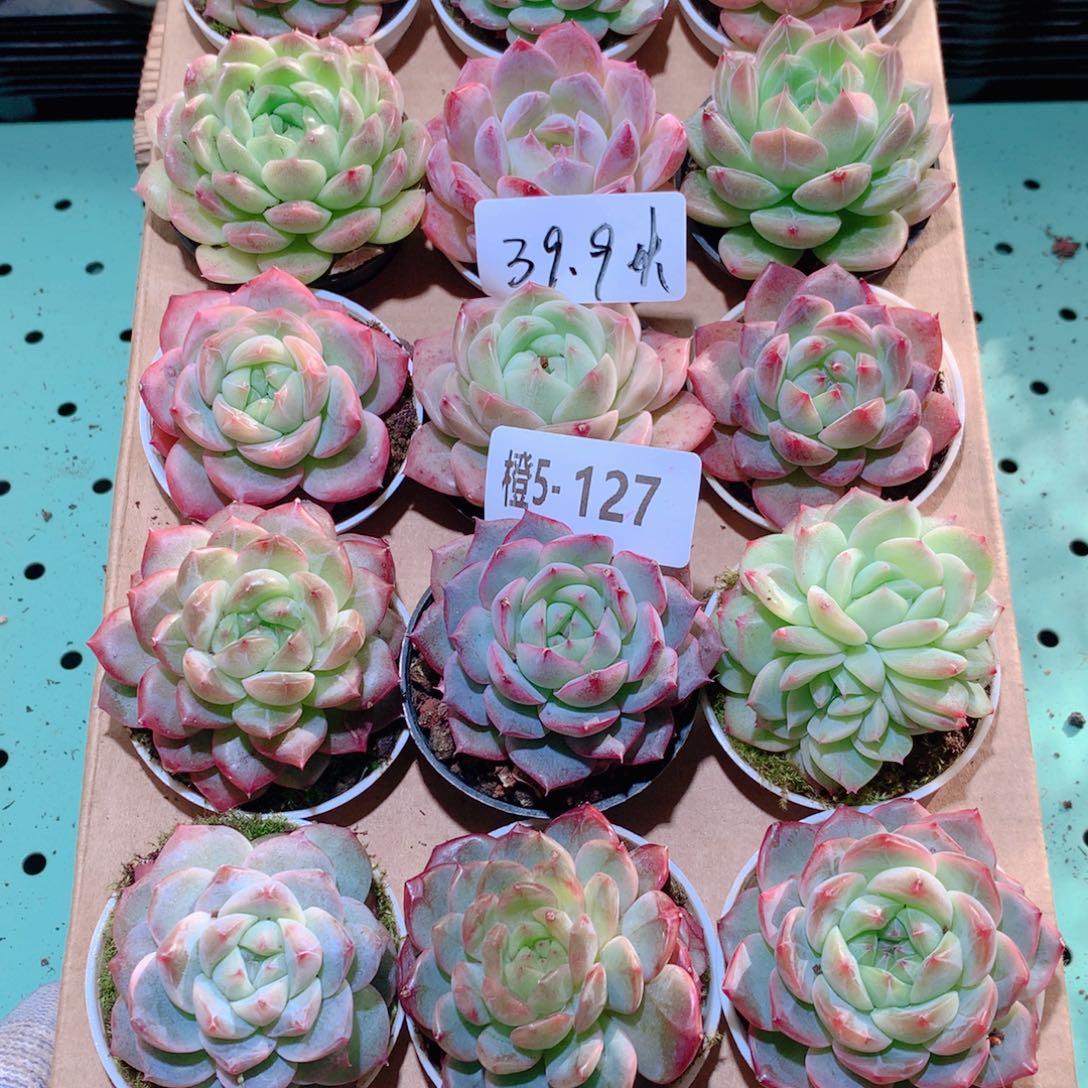 5-127一物一拍多肉带盆18颗