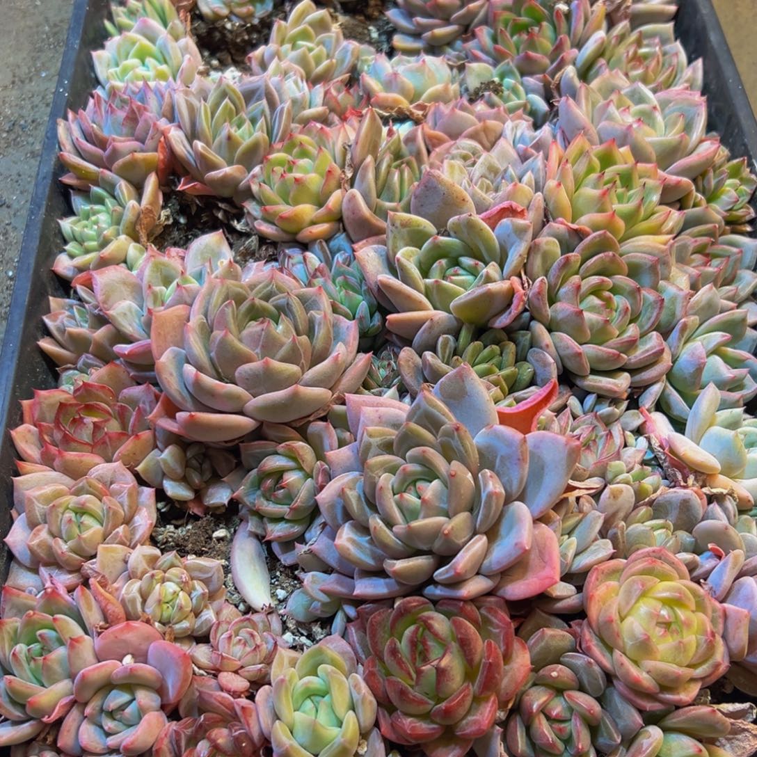 陈***太733尺寸沟沟壑壑姐姐家