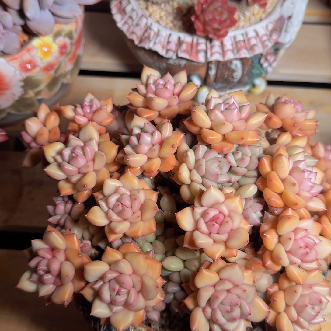 万***点多肉植物的生长发育和