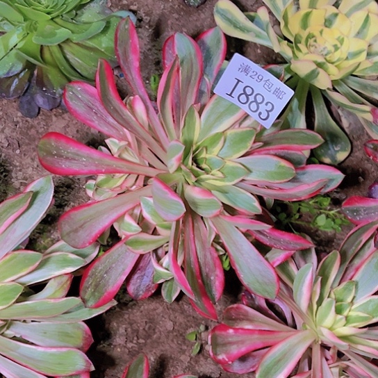 883红魔女多肉植物