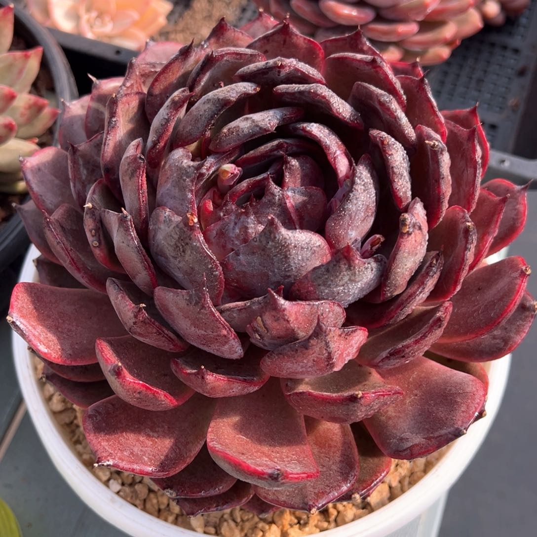 黑莲包子多肉植物