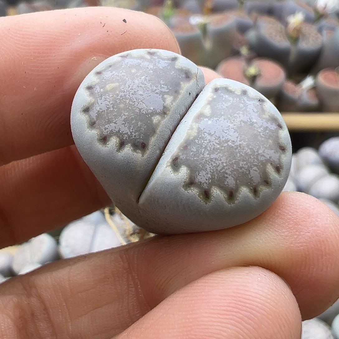 1981 生石花清货福利炸