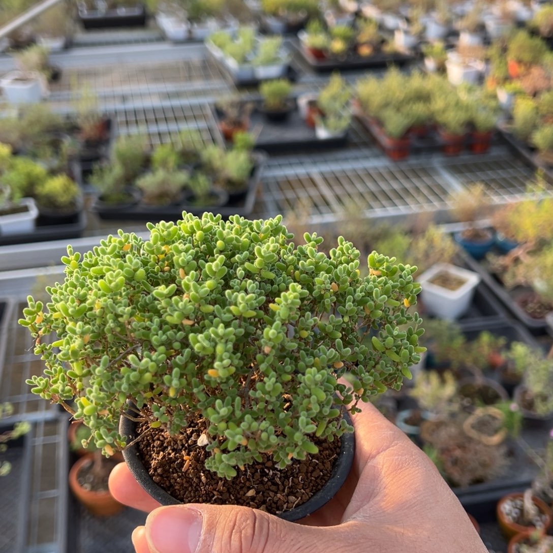 蜜橘糖球造型桩老桩