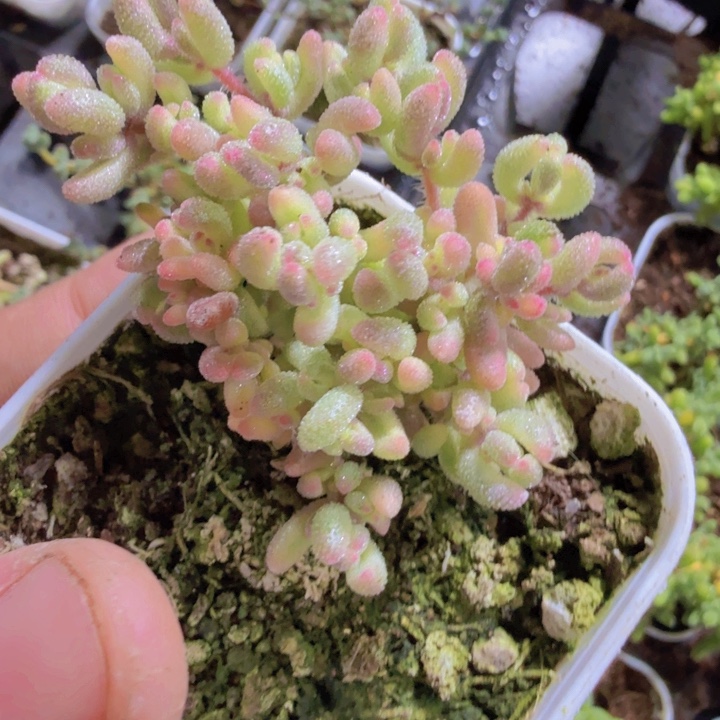 新品红宝石锦王炸一颗