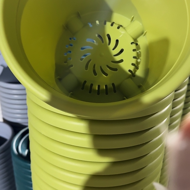 四季4号果绿无托10个特价