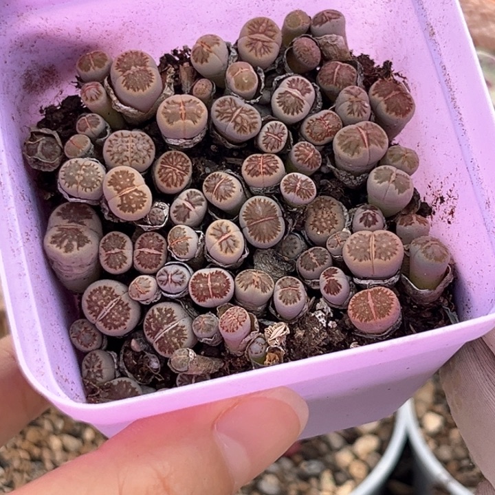 116号菊切糕一盒精品