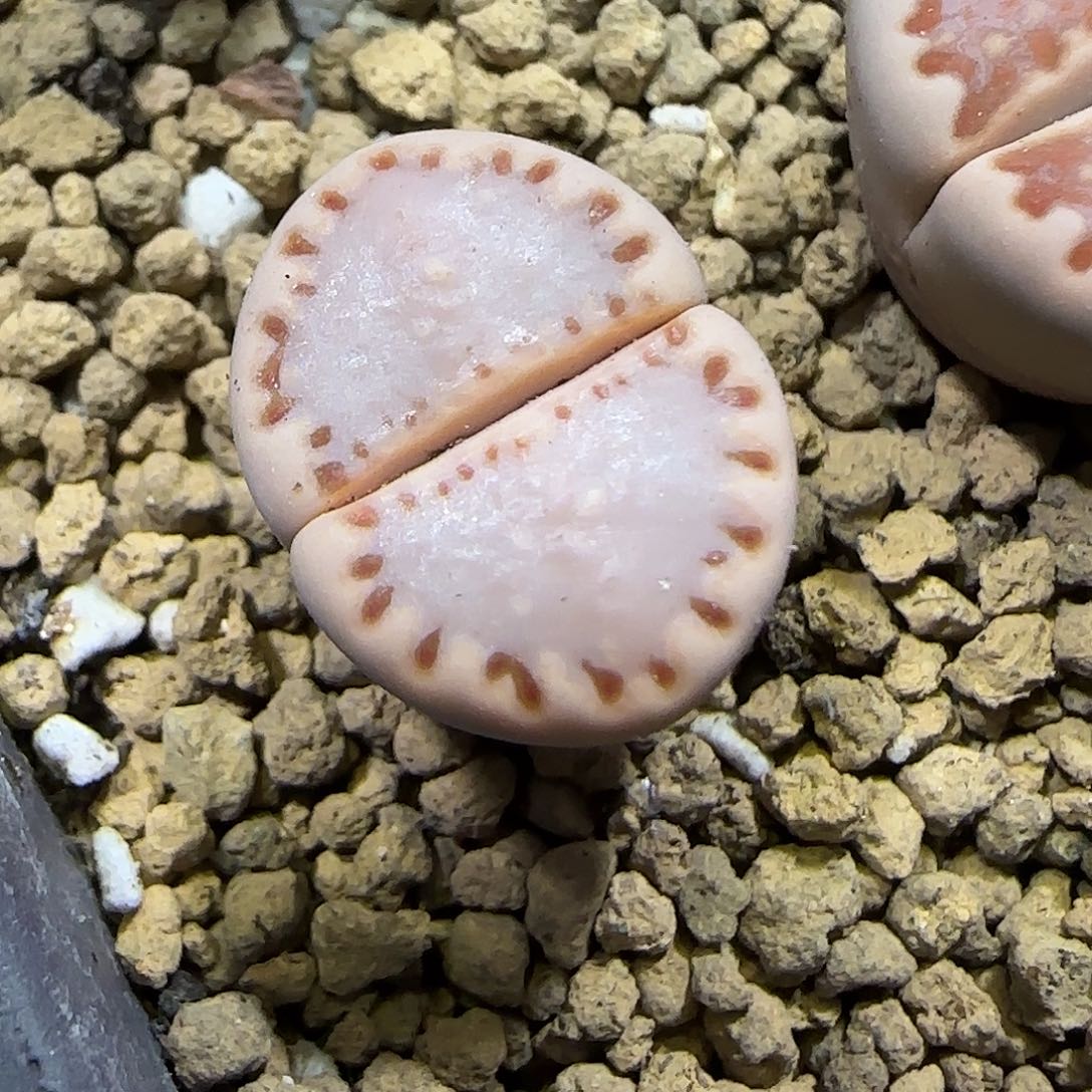 11.19.1621.015饼干.9008尺寸1.7cm