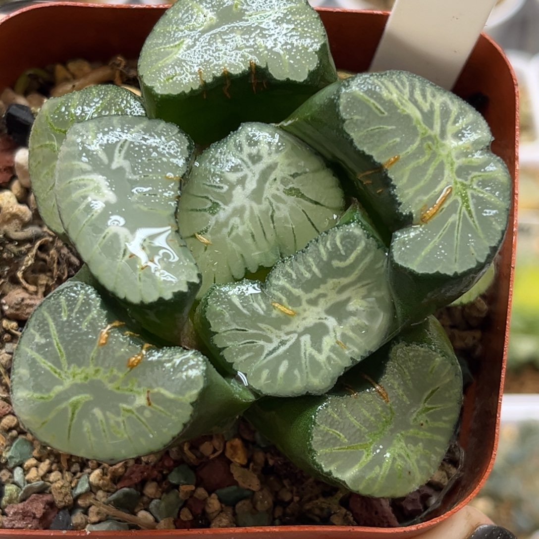 50巨大花菱万象福利专场