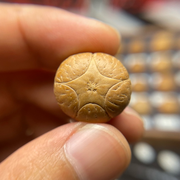 【ZX25】2025年尼泊尔凤眼五星上将 三通 一物一图 打孔不退不换