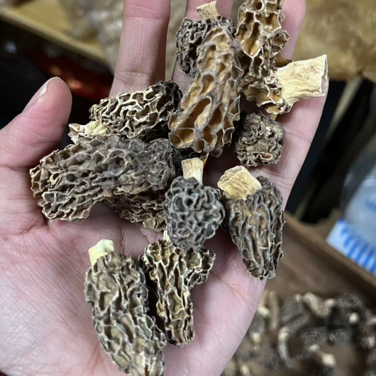 ［胶已品］野生羊肚菌
