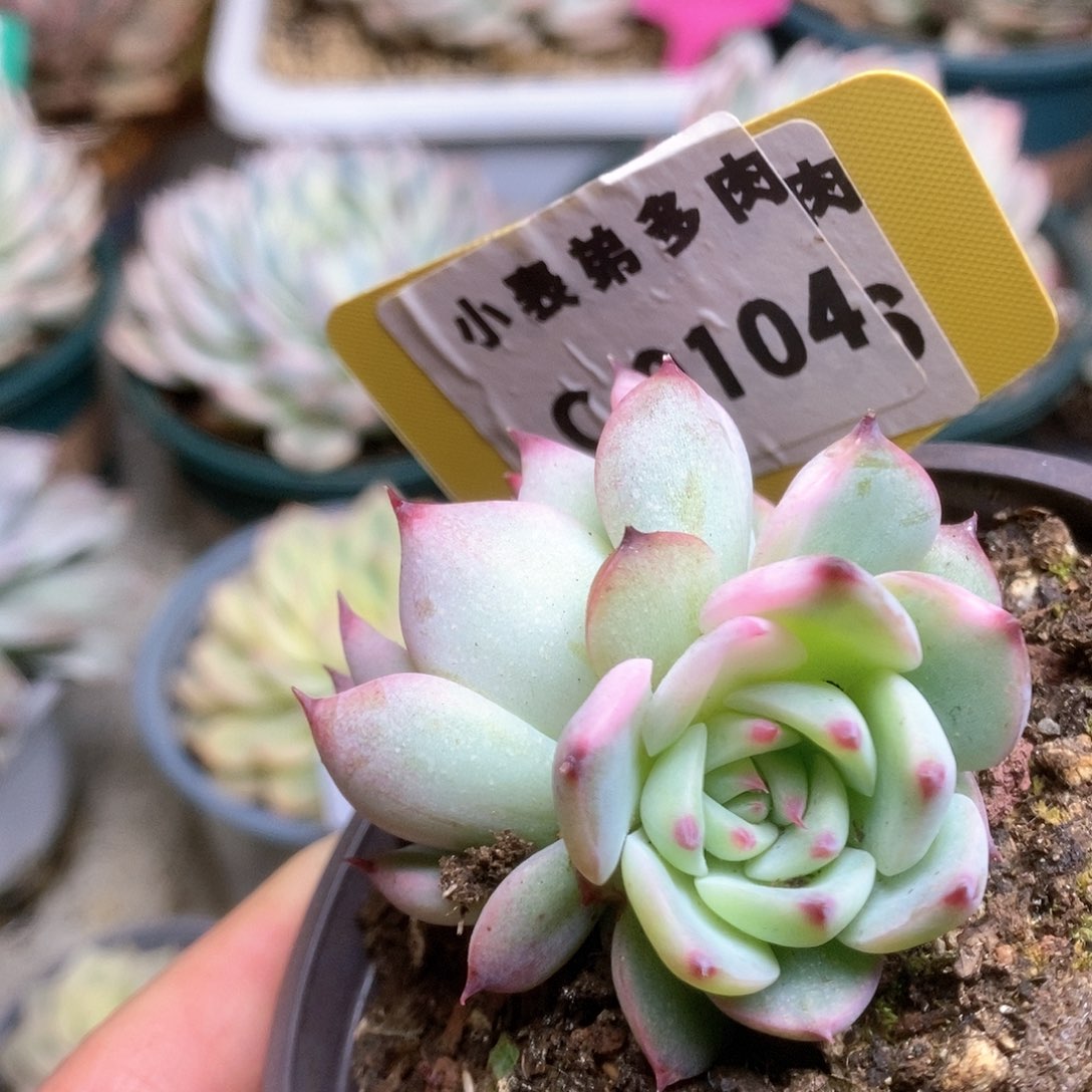 104锦锦锦锦锦锦锦锦