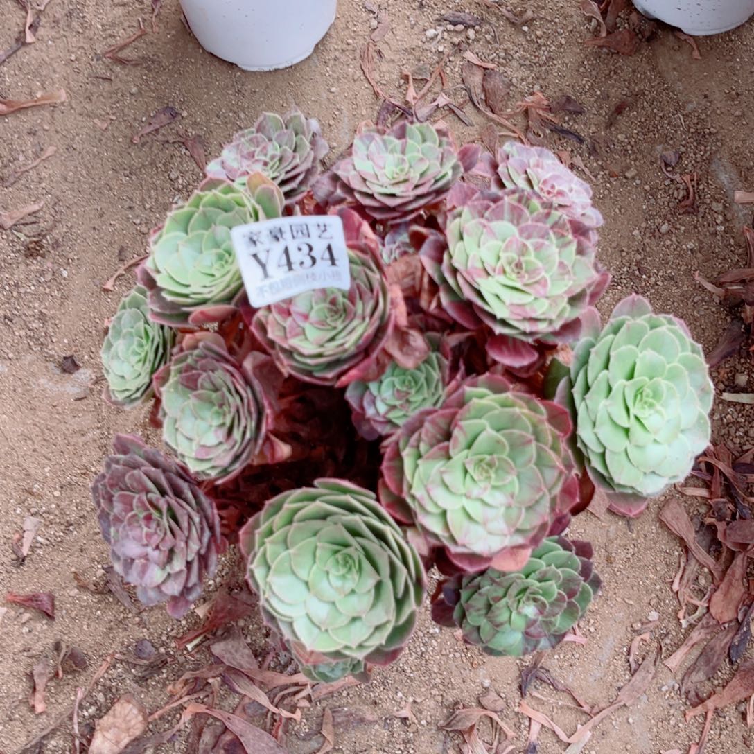 434花月夜尺寸22左右