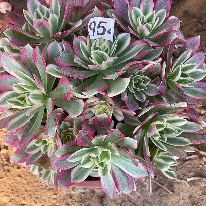 954粉水晶多天了肉