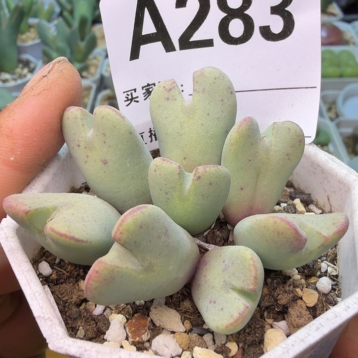 283。满38包邮肉锥