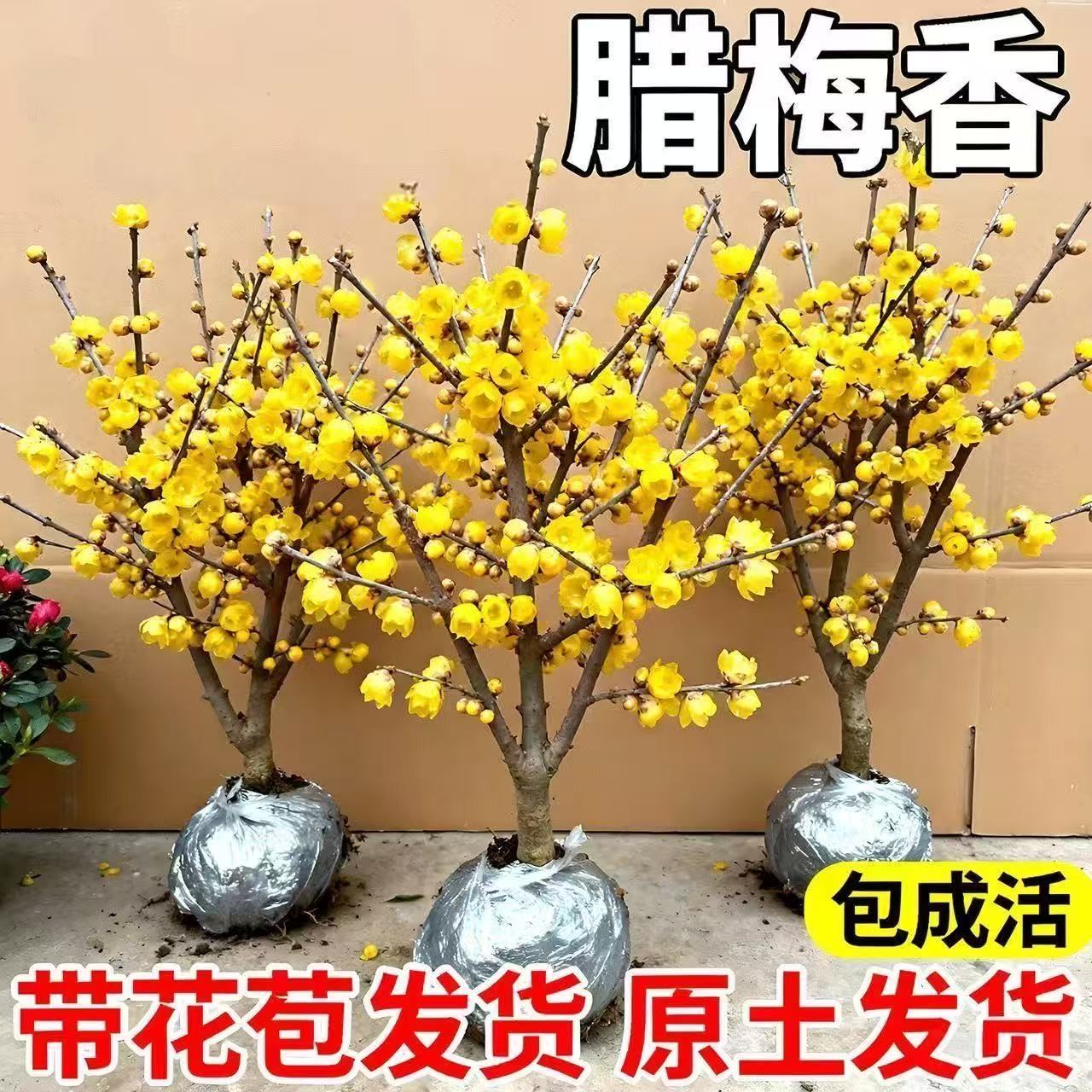 带花苞腊梅梅花盆栽地栽老桩浓香型耐寒冬季开花植物