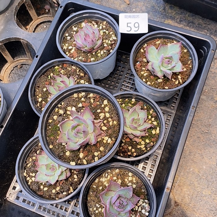 59 多肉植物盆栽花卉植物