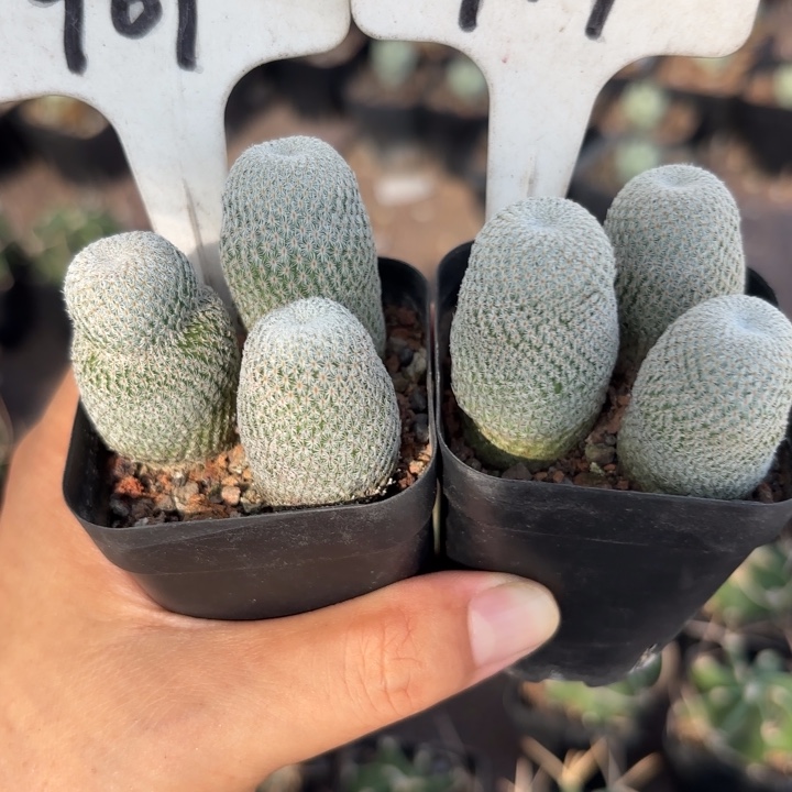 961 914一盆三个共二盆