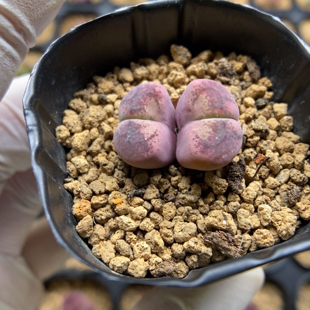 多肉植物肉锥杂交K-5970 风铃杂