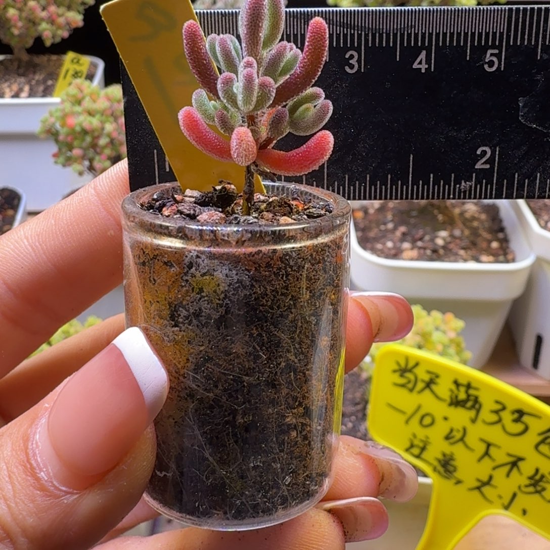 a21号实生红叶冠服2厘米左右带盆发