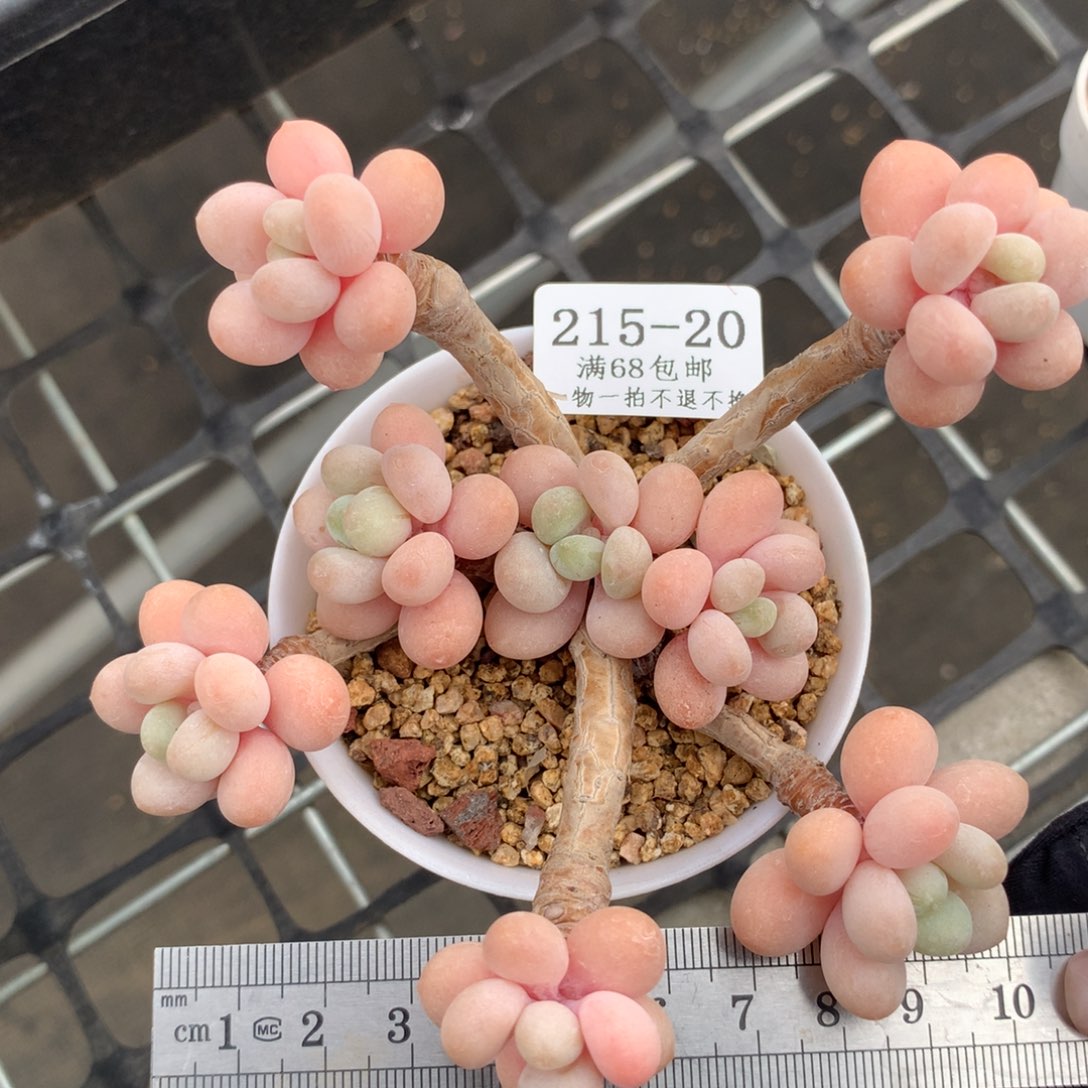 洛神多头老桩冠服9