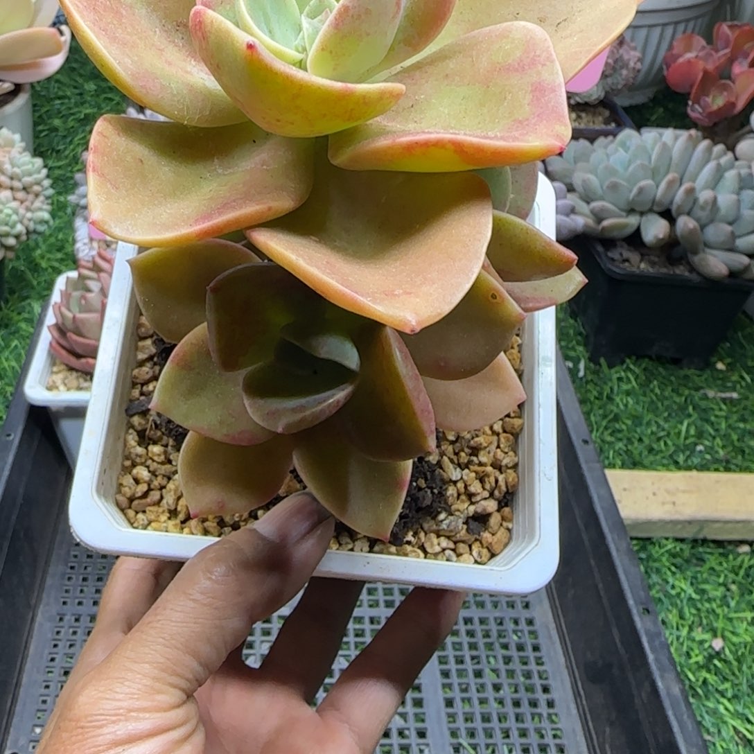 锦安精品多肉植物编号243