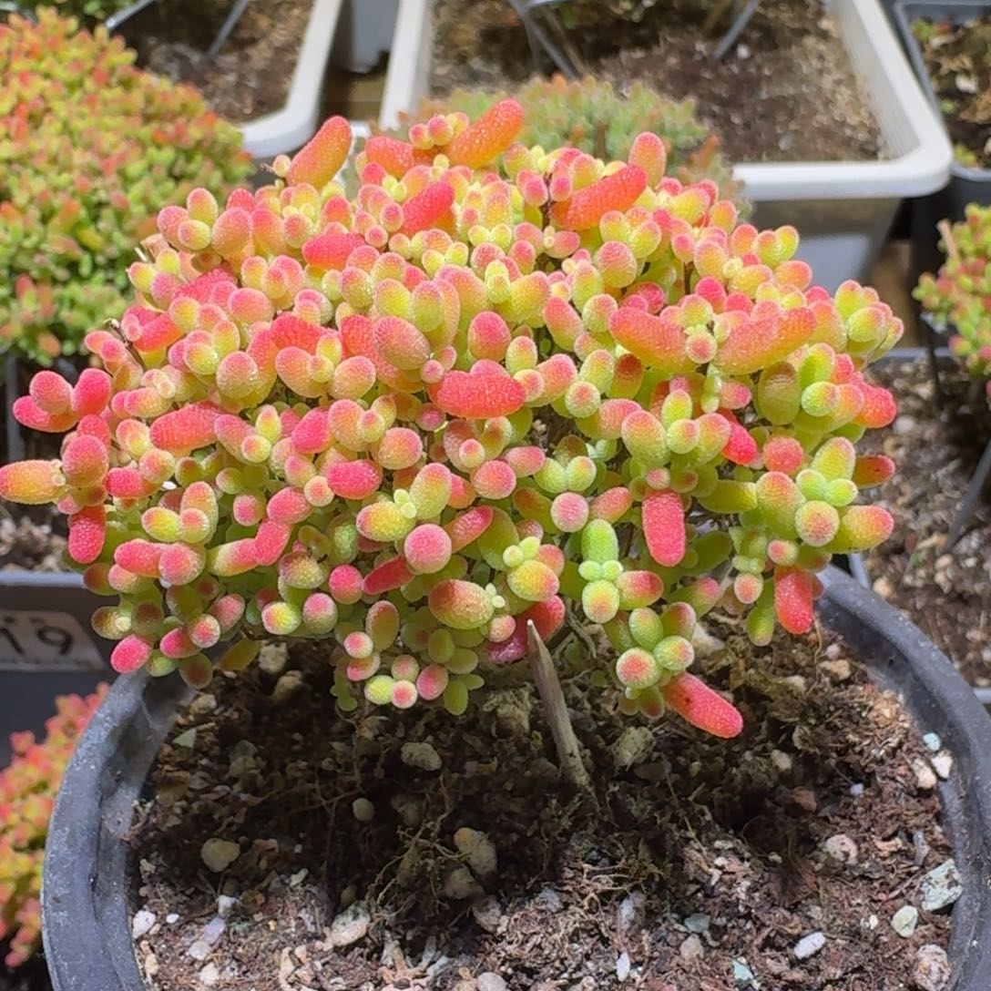 蜜橘糖球枝干番杏527