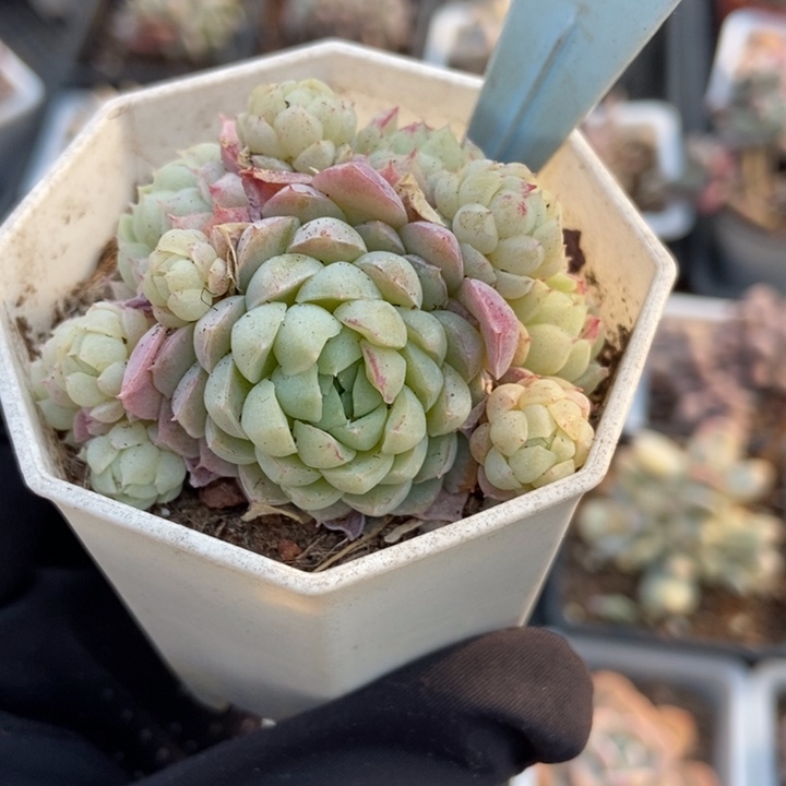 2131小红衣多肉植物保护