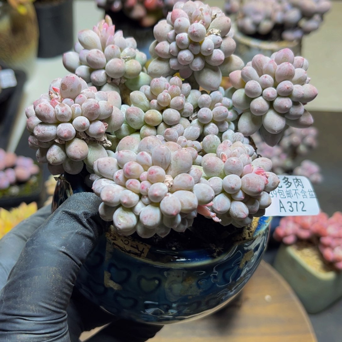 372香水手指奶12厘米多肉