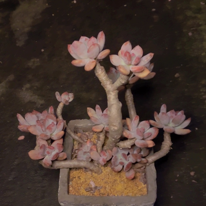 特价下播福利灰姑娘