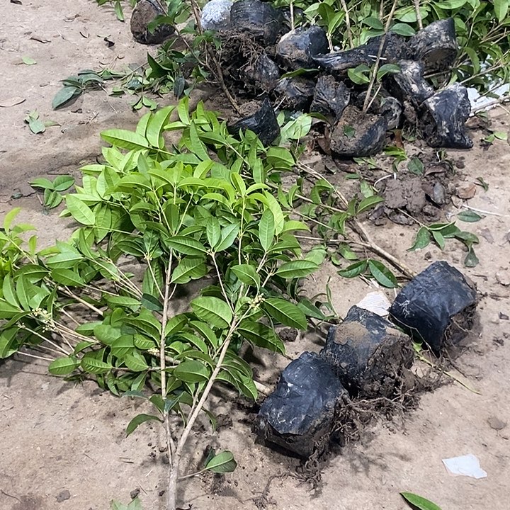 给买家发的是1.5-1.6米的苗情