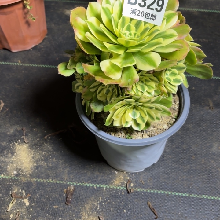 瑞妈一物一拍329