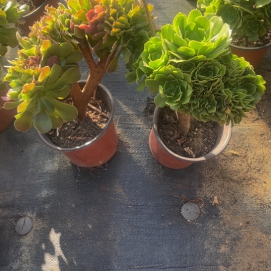 486，玫瑰，绿羊绒缀不包邮