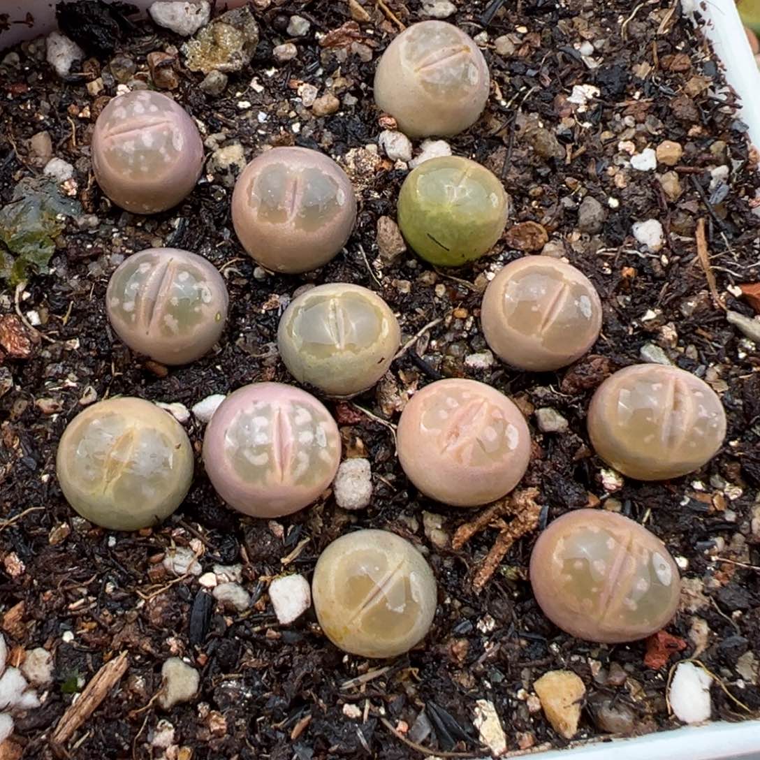 1.20好看的多肉818